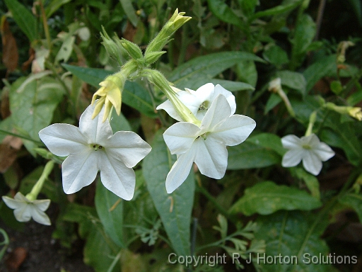 Nicotiana White_2